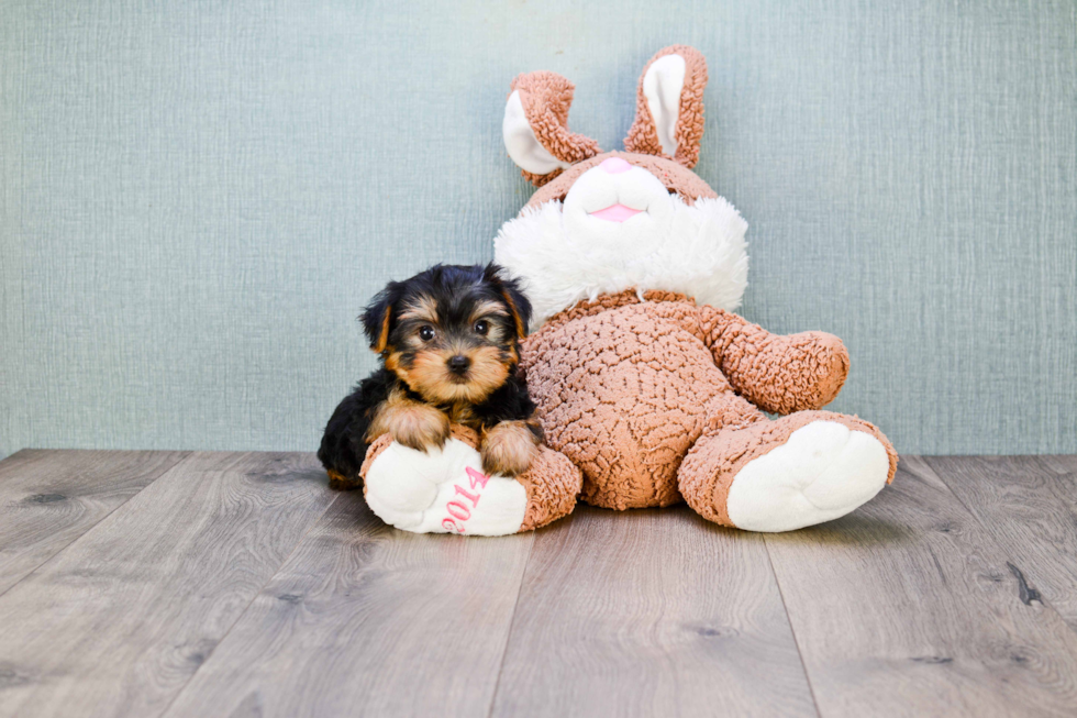 Meet Izzie - our Yorkshire Terrier Puppy Photo 