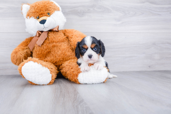 Smart Cavalier King Charles Spaniel Purebred Puppy