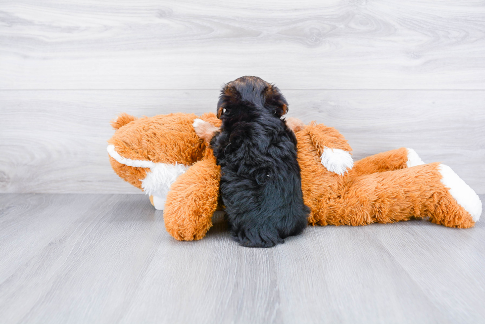 Fluffy Yorkie Poo Poodle Mix Pup