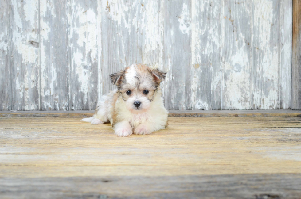 Morkie Puppy for Adoption