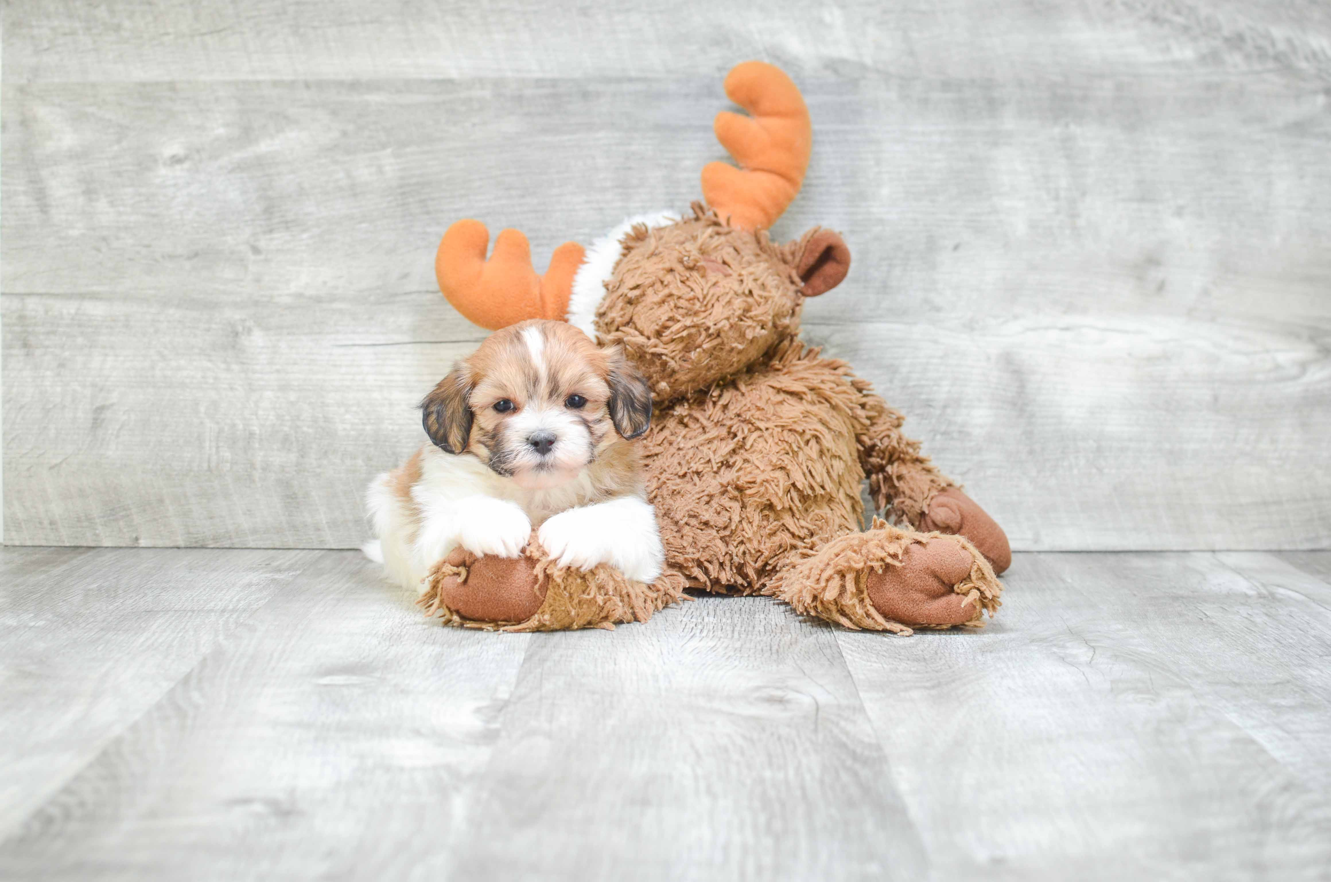 Best Teddy Bear Baby