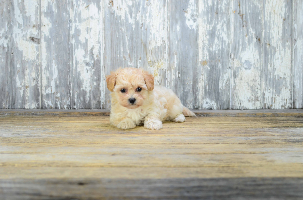 Best Maltipoo Baby