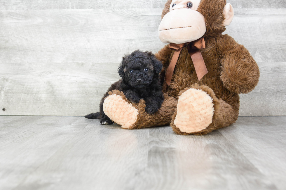 Fluffy Maltipoo Poodle Mix Pup