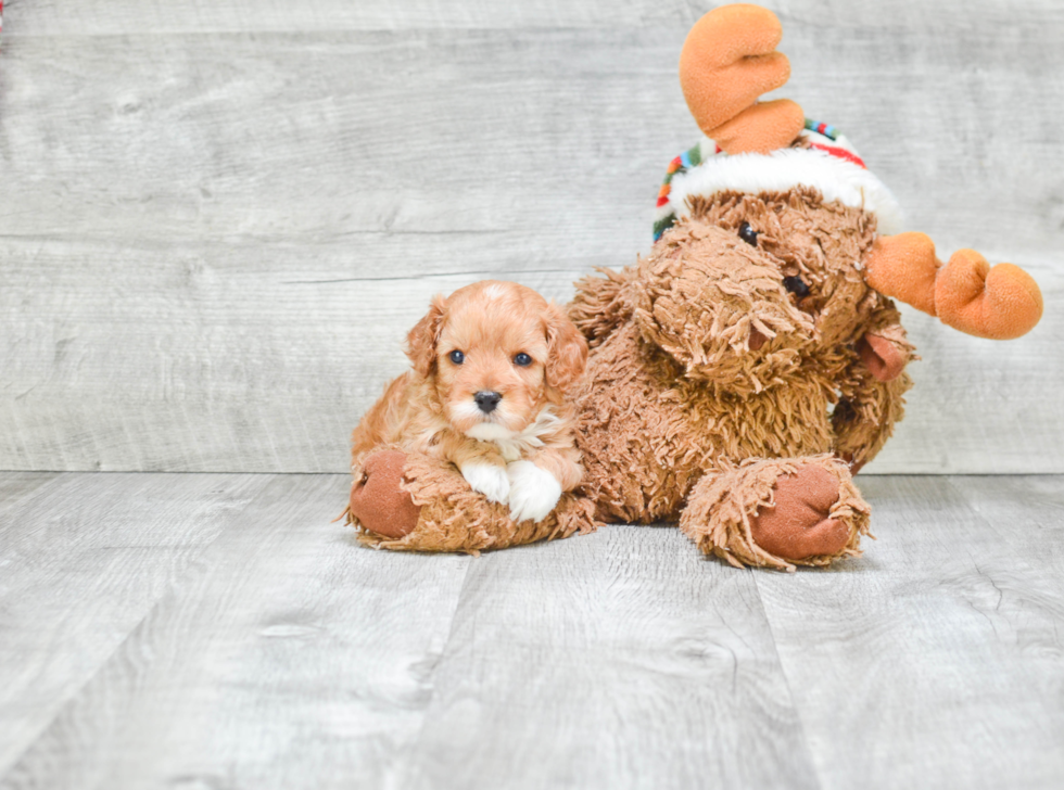 Cavapoo Puppy for Adoption