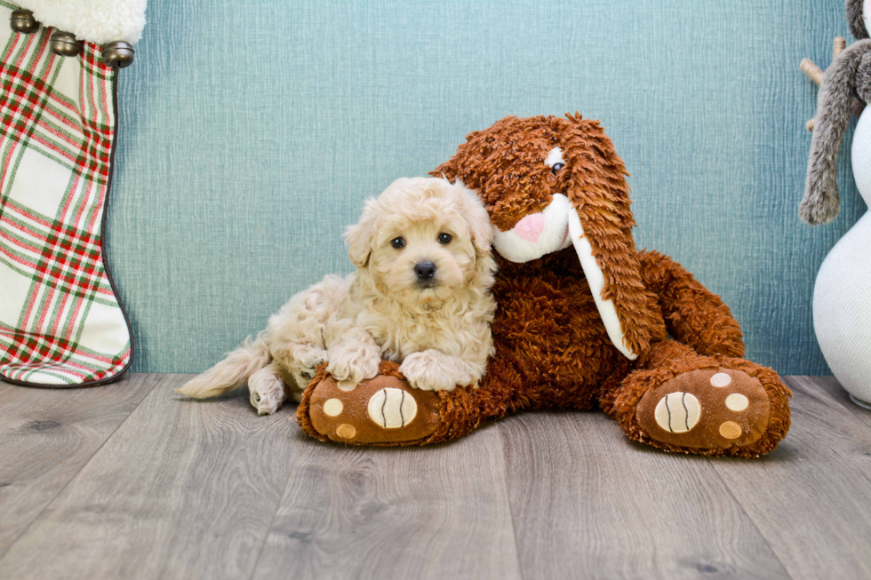 Playful Maltese Poodle Poodle Mix Puppy