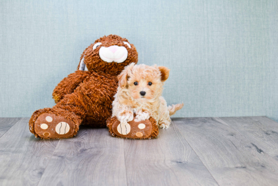 Popular Maltipoo Poodle Mix Pup