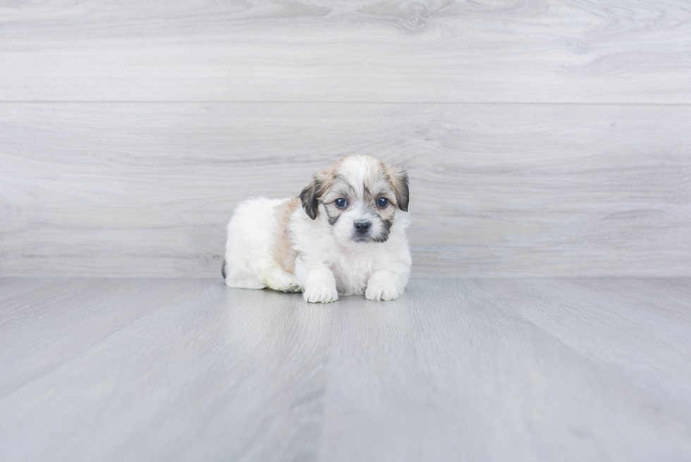 Teddy Bear Pup Being Cute