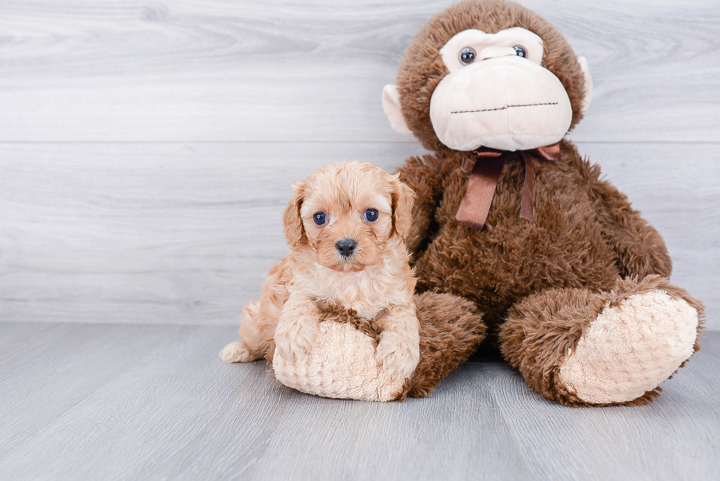 Friendly Cavapoo Baby