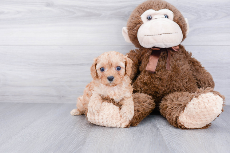 Friendly Cavapoo Baby