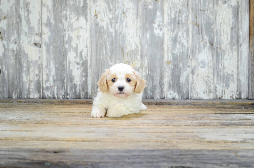 Sweet Cavachon Baby