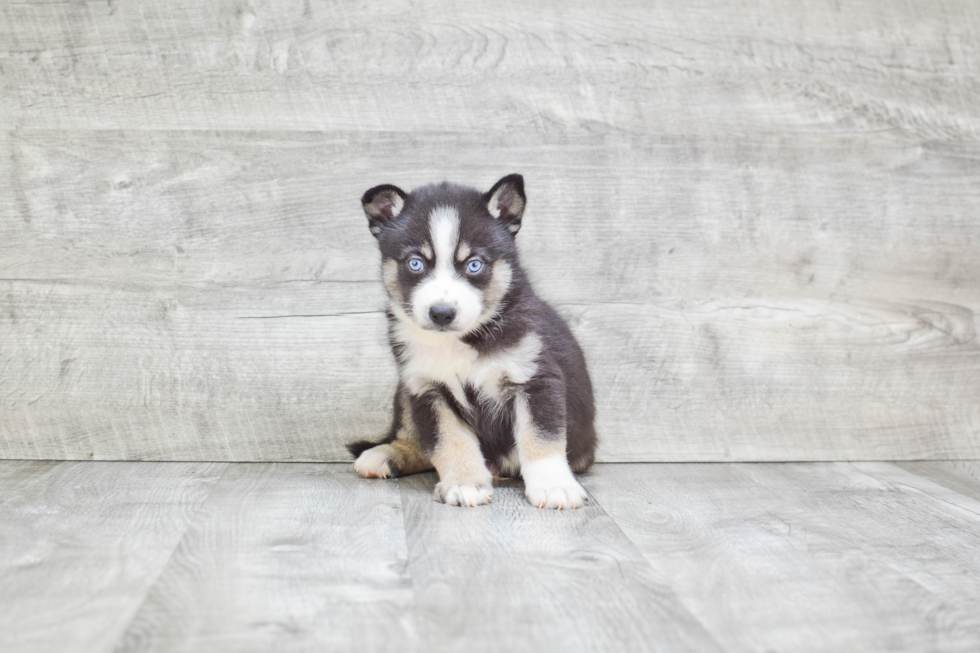 Best Pomsky Baby