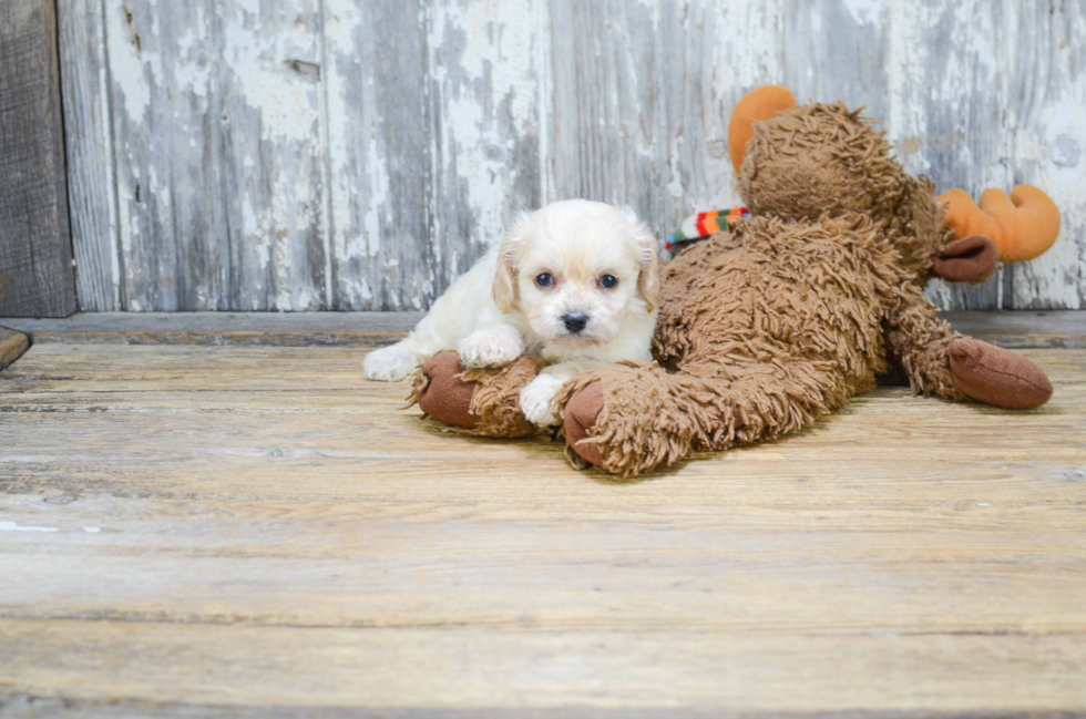 Petite Cavachon Designer Pup