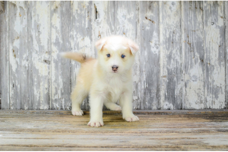 Best Pomsky Baby