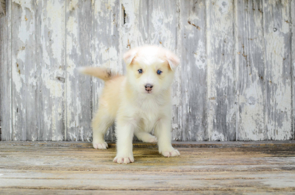 Best Pomsky Baby