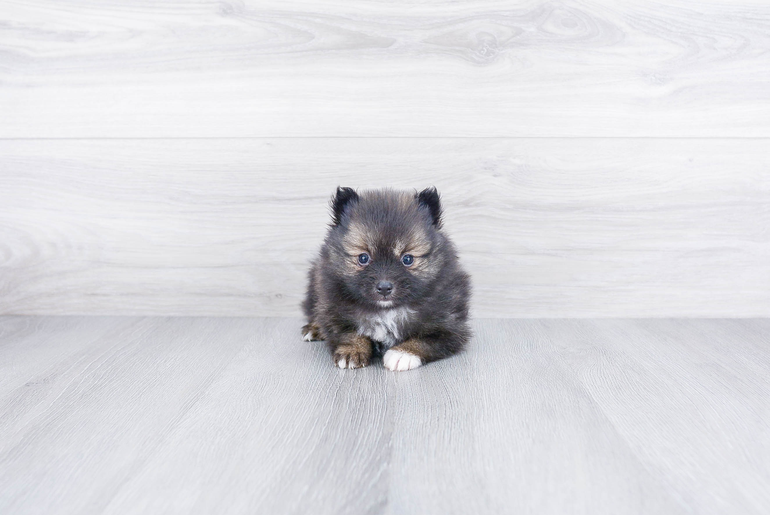 Pomeranian Puppy for Adoption