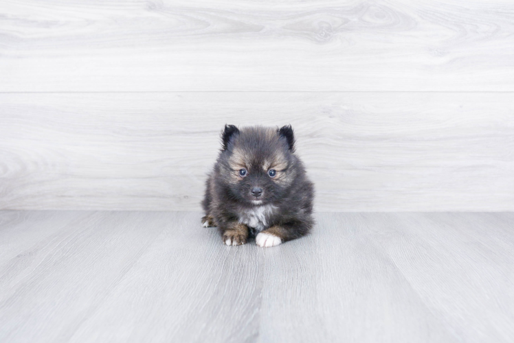 Pomeranian Puppy for Adoption