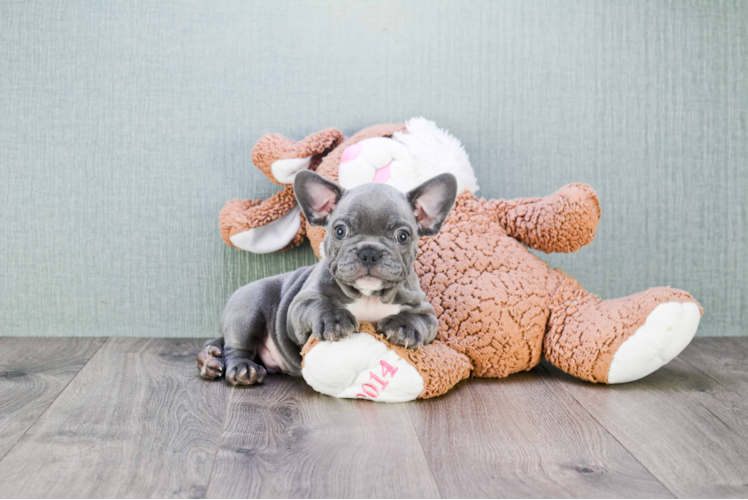 Friendly French Bulldog Baby