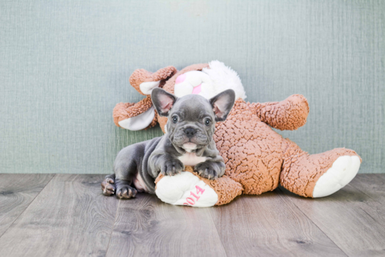 Friendly French Bulldog Baby