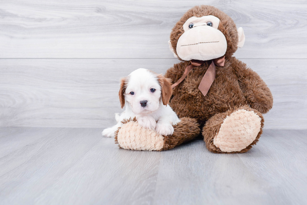 Petite Cavalier King Charles Spaniel Purebred Puppy