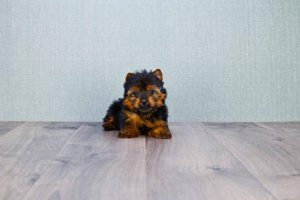 Meet Joey - our Yorkshire Terrier Puppy Photo 