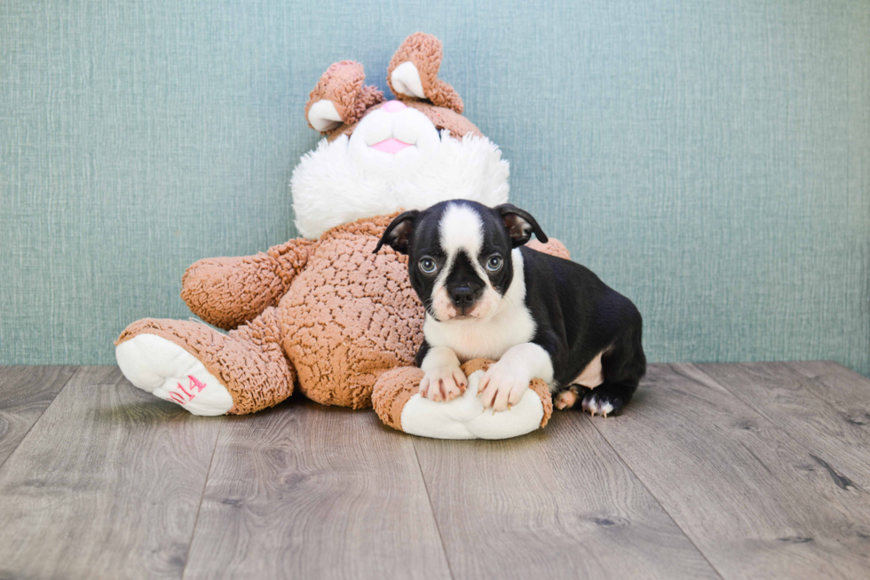 Playful Boston Terrier Purebred Pup