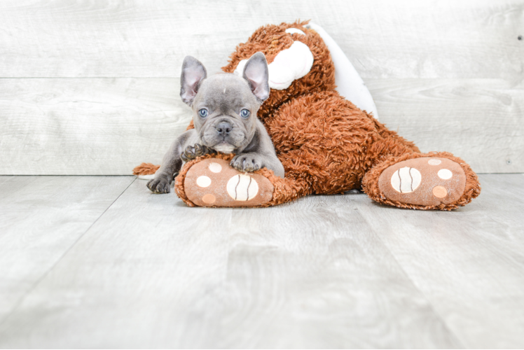 Playful French Bulldog Purebred Pup