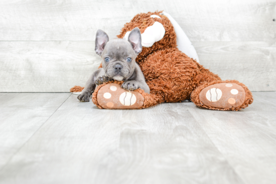 Playful French Bulldog Purebred Pup