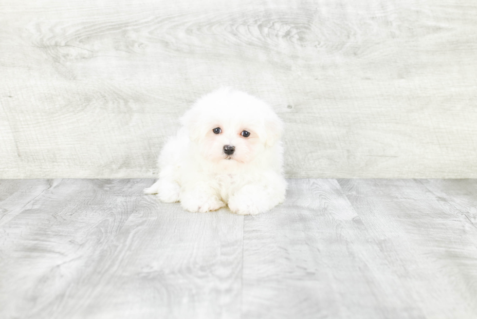 Friendly Maltese Purebred Pup