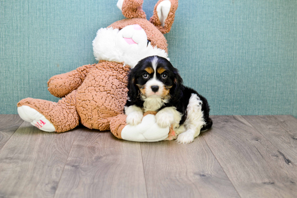 Akc Registered Cavalier King Charles Spaniel Baby