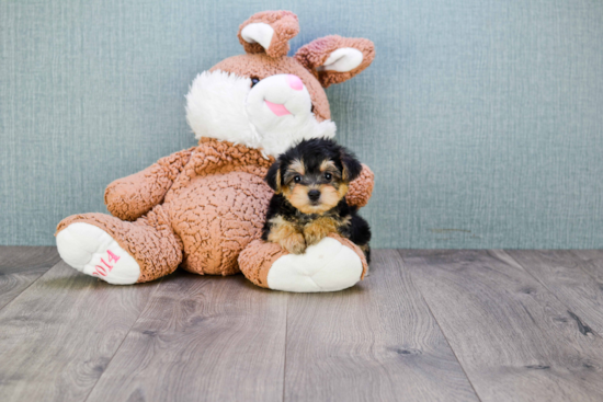 Playful Yorkie Designer Puppy