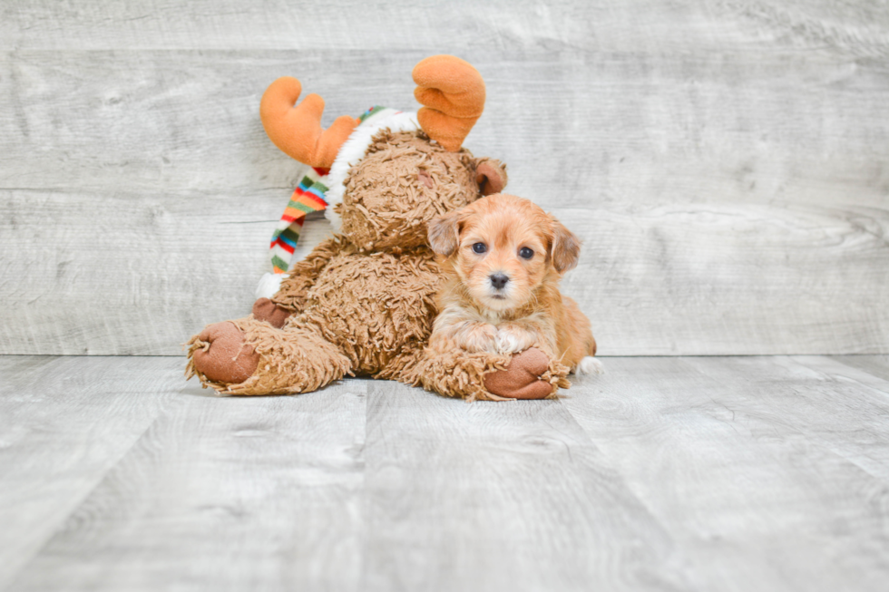 Little Yorkie Designer Puppy