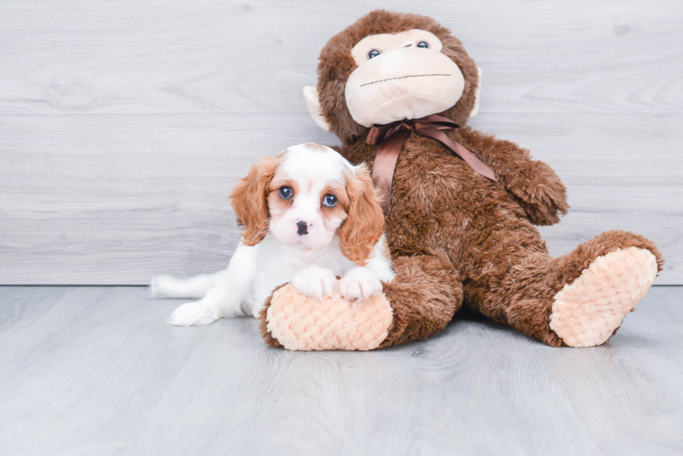 Friendly Cavalier King Charles Spaniel Baby