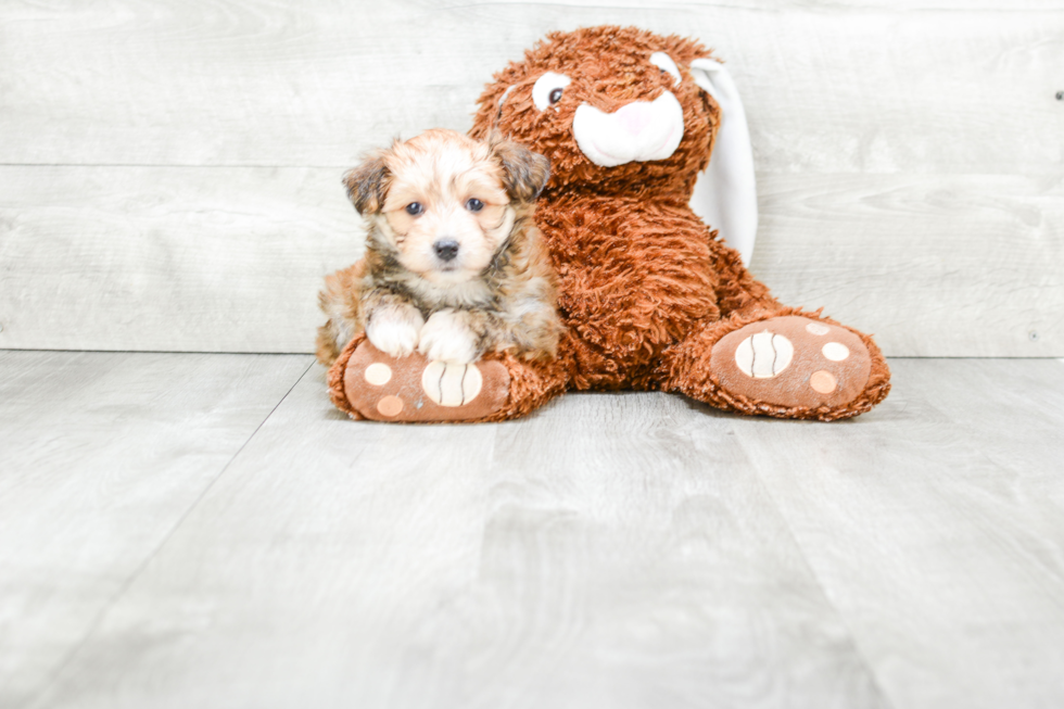 Small Morkie Baby