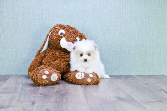 Happy Pomeranian Purebred Puppy