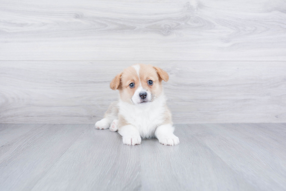 Pembroke Welsh Corgi Puppy for Adoption