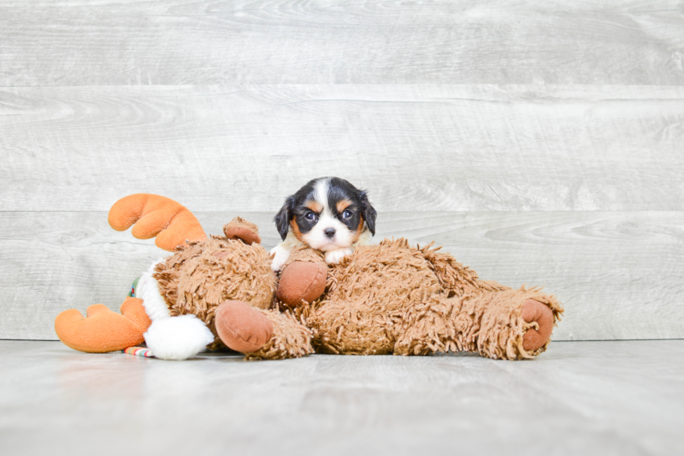 Friendly Cavalier King Charles Spaniel Purebred Pup