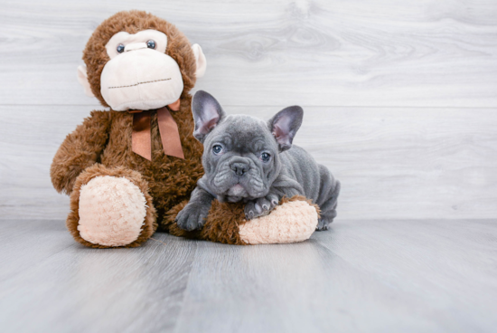 Best French Bulldog Baby