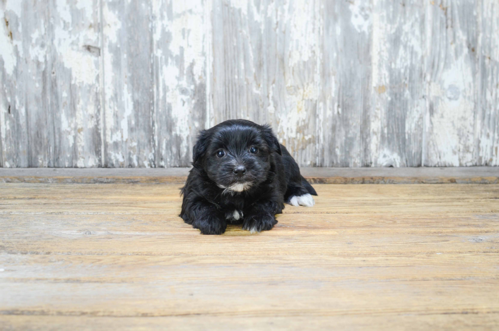 Fluffy Morkie Designer Pup