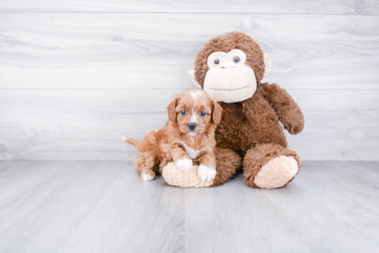 Cavapoo Pup Being Cute