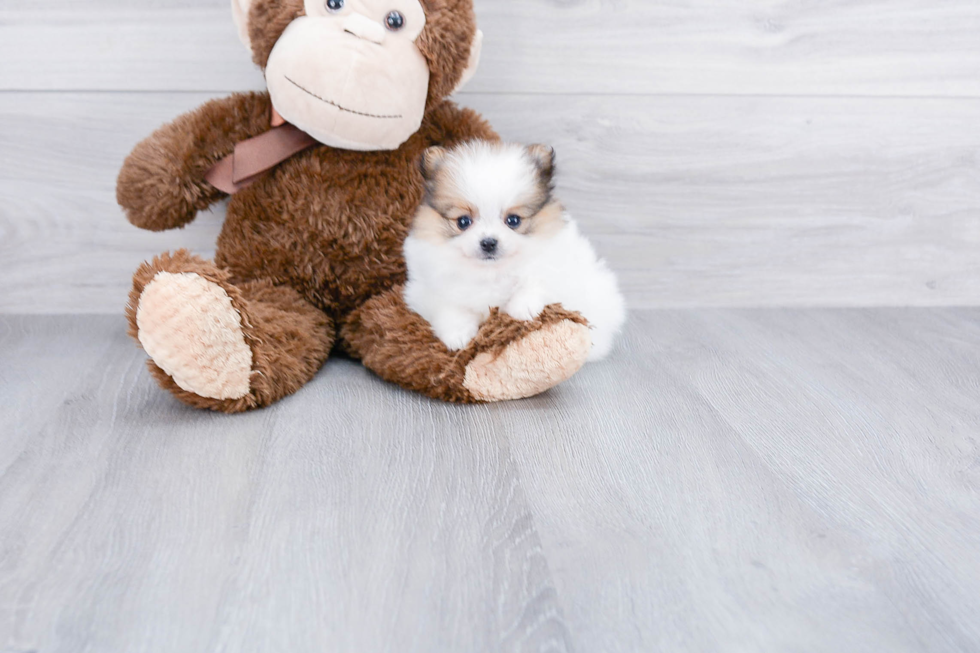 Sweet Pomeranian Purebred Puppy