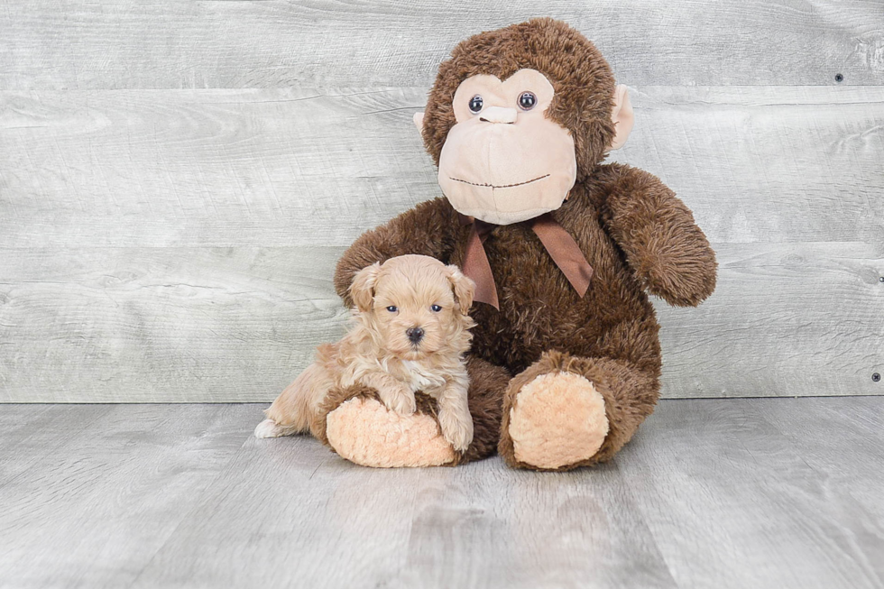 Little Maltepoo Poodle Mix Puppy