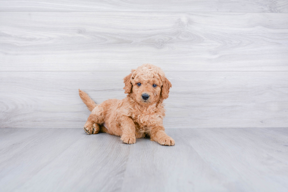 Mini Goldendoodle Pup Being Cute