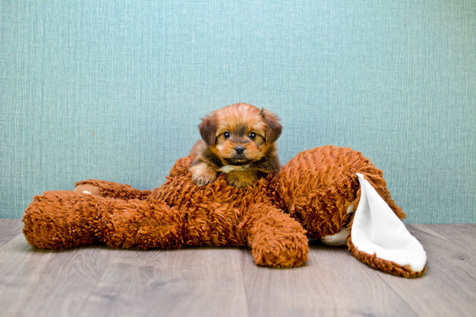 Shorkie Puppy for Adoption