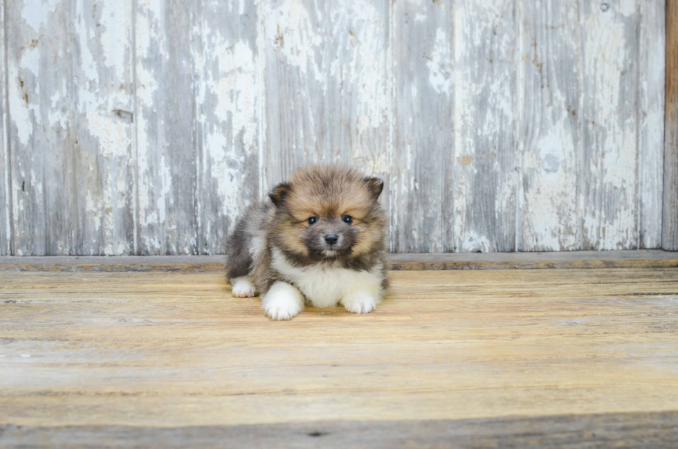 Playful Pomeranian Purebred Pup