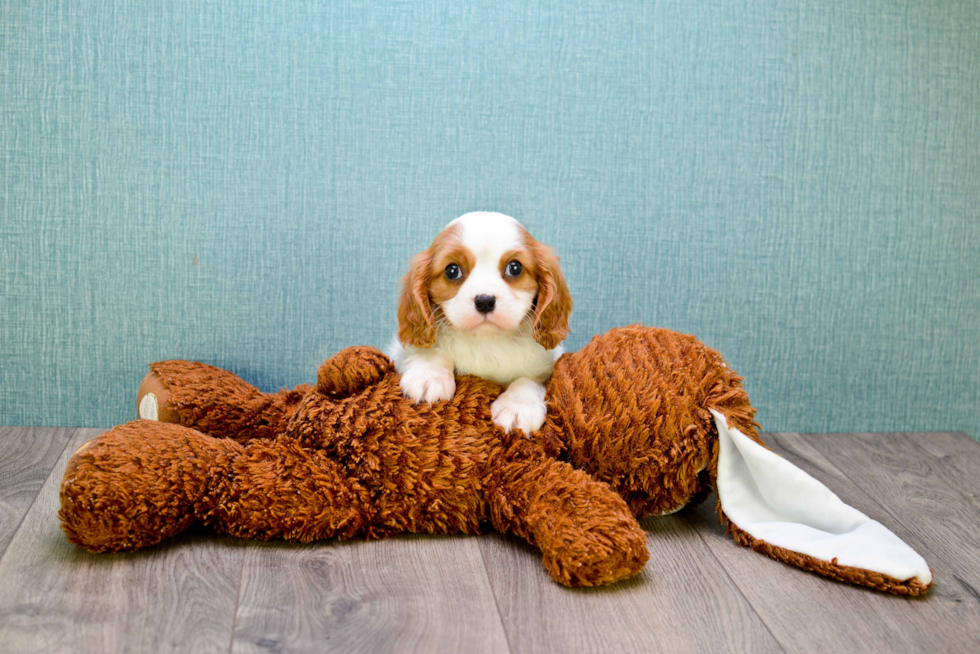 Best Cavalier King Charles Spaniel Baby