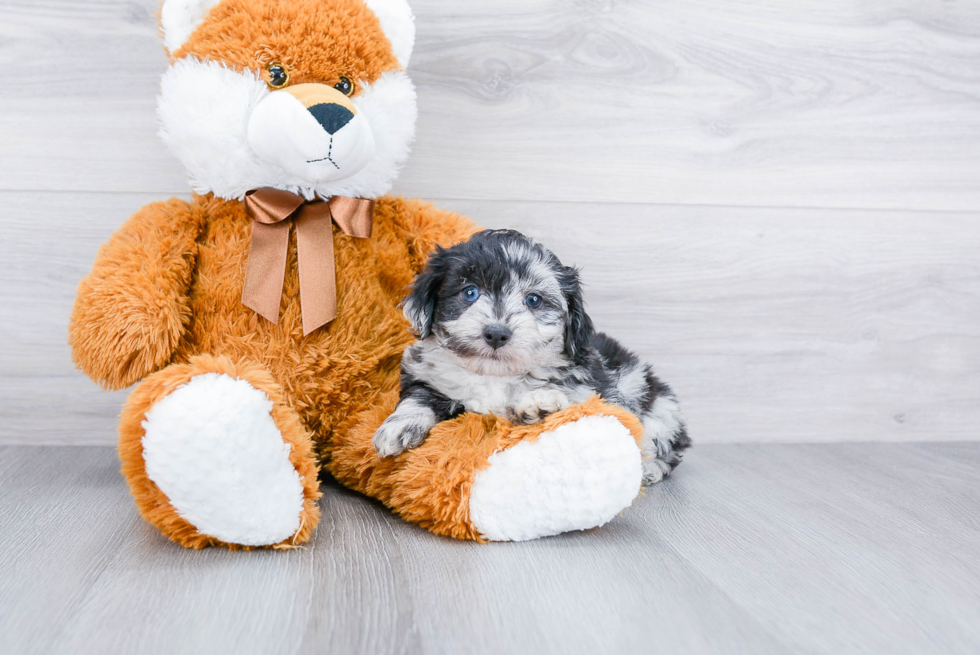 Mini Aussiedoodle Puppy for Adoption