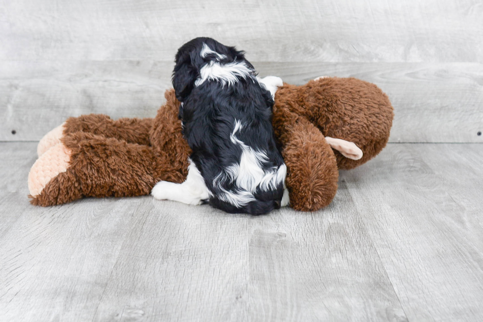 Friendly Cavalier King Charles Spaniel Baby