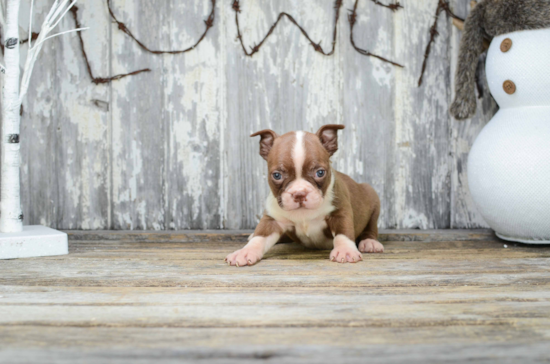 Best Boston Terrier Baby