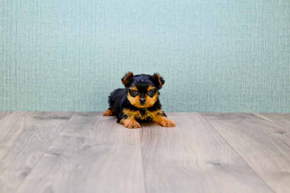 Meet Twinkle - our Yorkshire Terrier Puppy Photo 