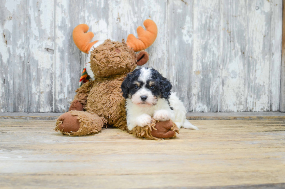 Cavachon Pup Being Cute